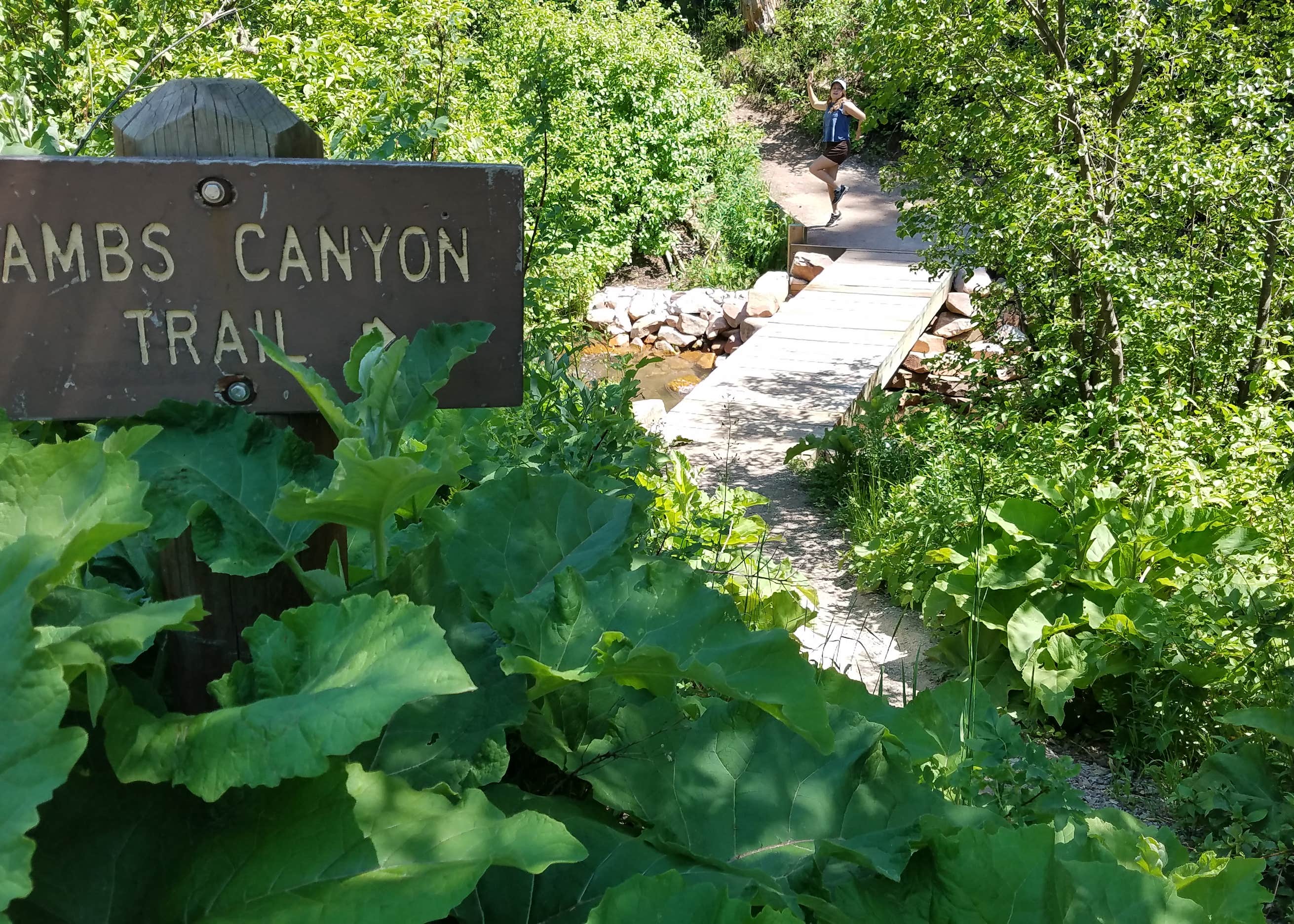 Millcreek Canyon Backcountry Camping and Yurts Camping The Dyrt