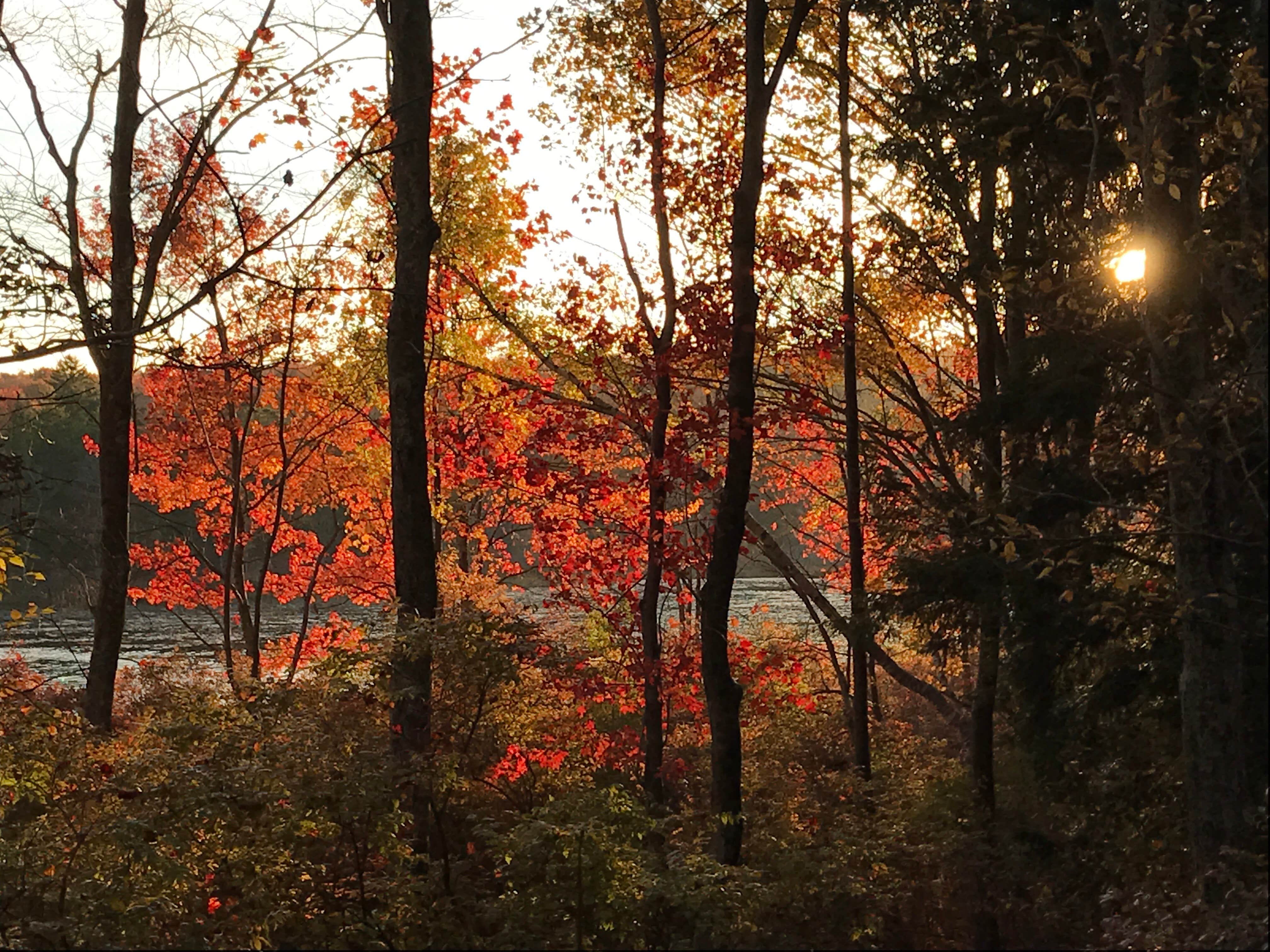 Camper submitted image from Tobyhanna State Park Campground - 2