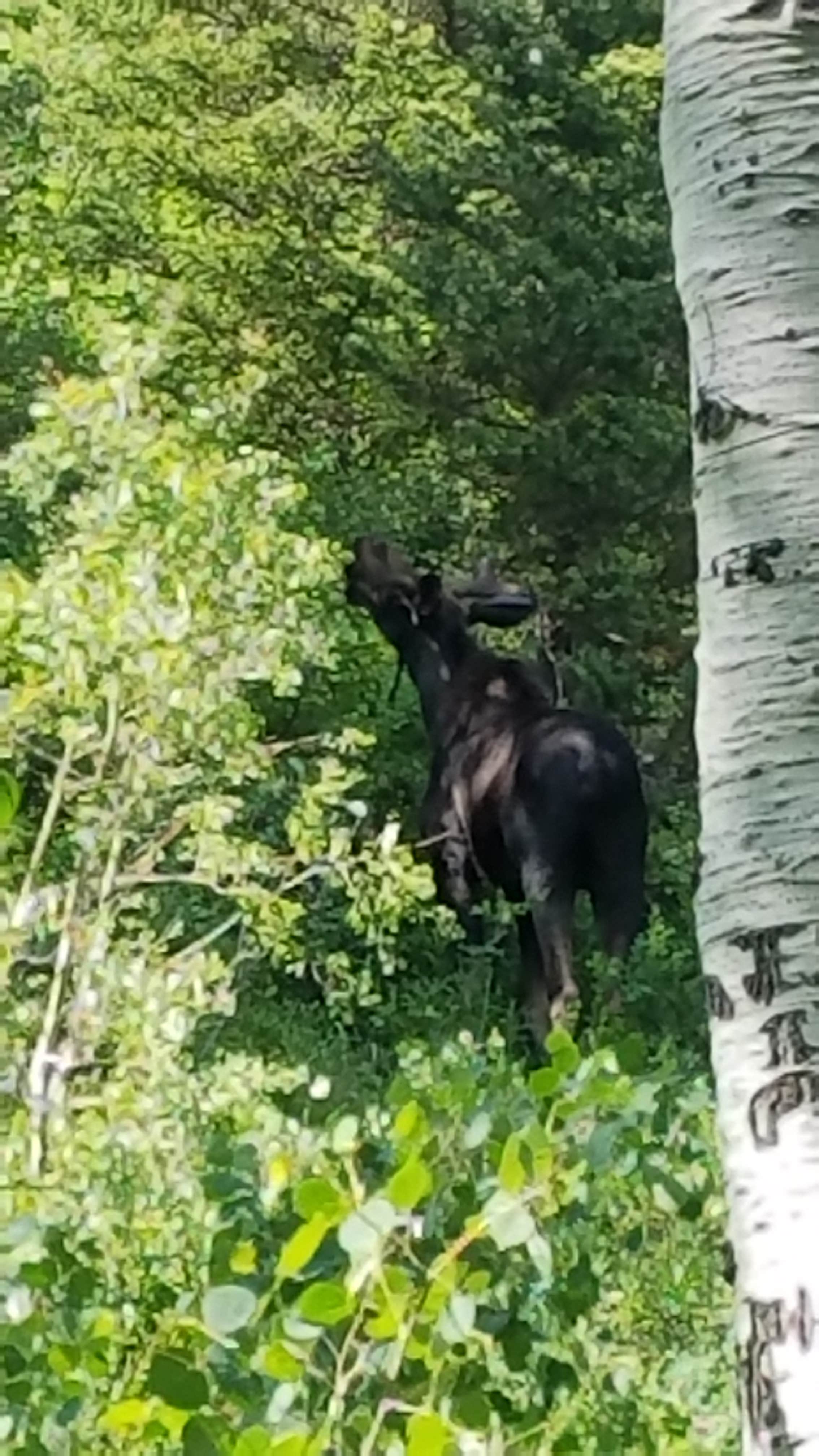 Camper-submitted photo at Millcreek Canyon Backcountry Camping and Yurts near Murray, UT