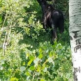 Review photo of Millcreek Canyon Backcountry Camping and Yurts by Alan B., June 24, 2018