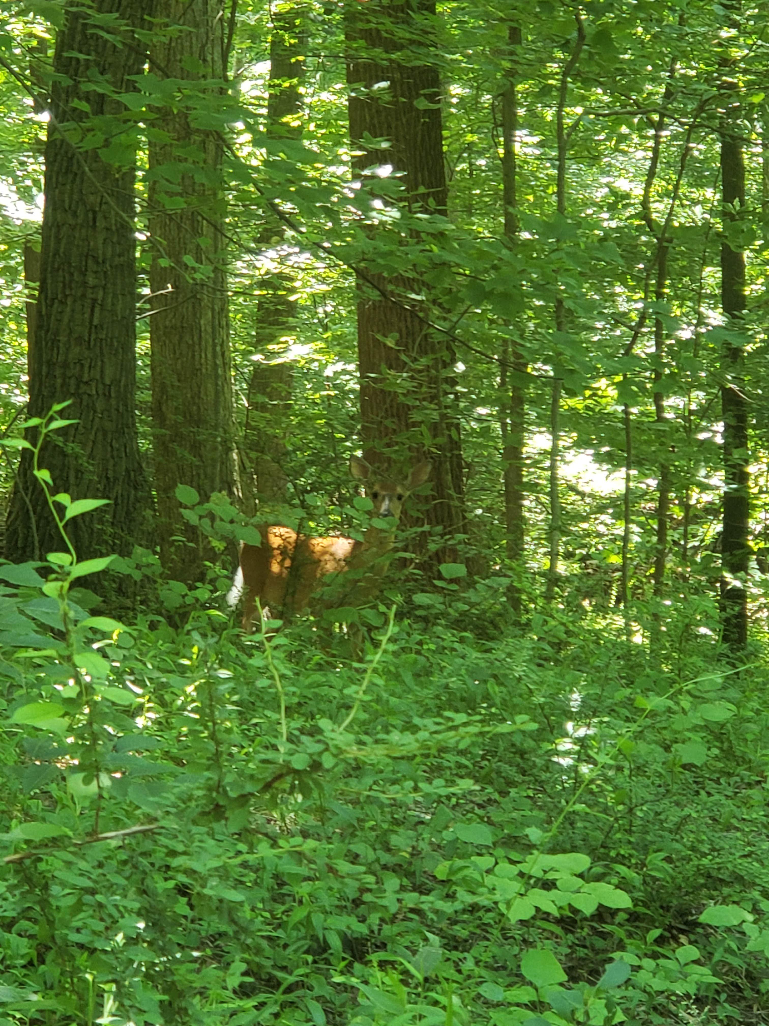 Camper-submitted photo at Patapsco Valley State Park-Hilton Area near Chevy Chase, MD