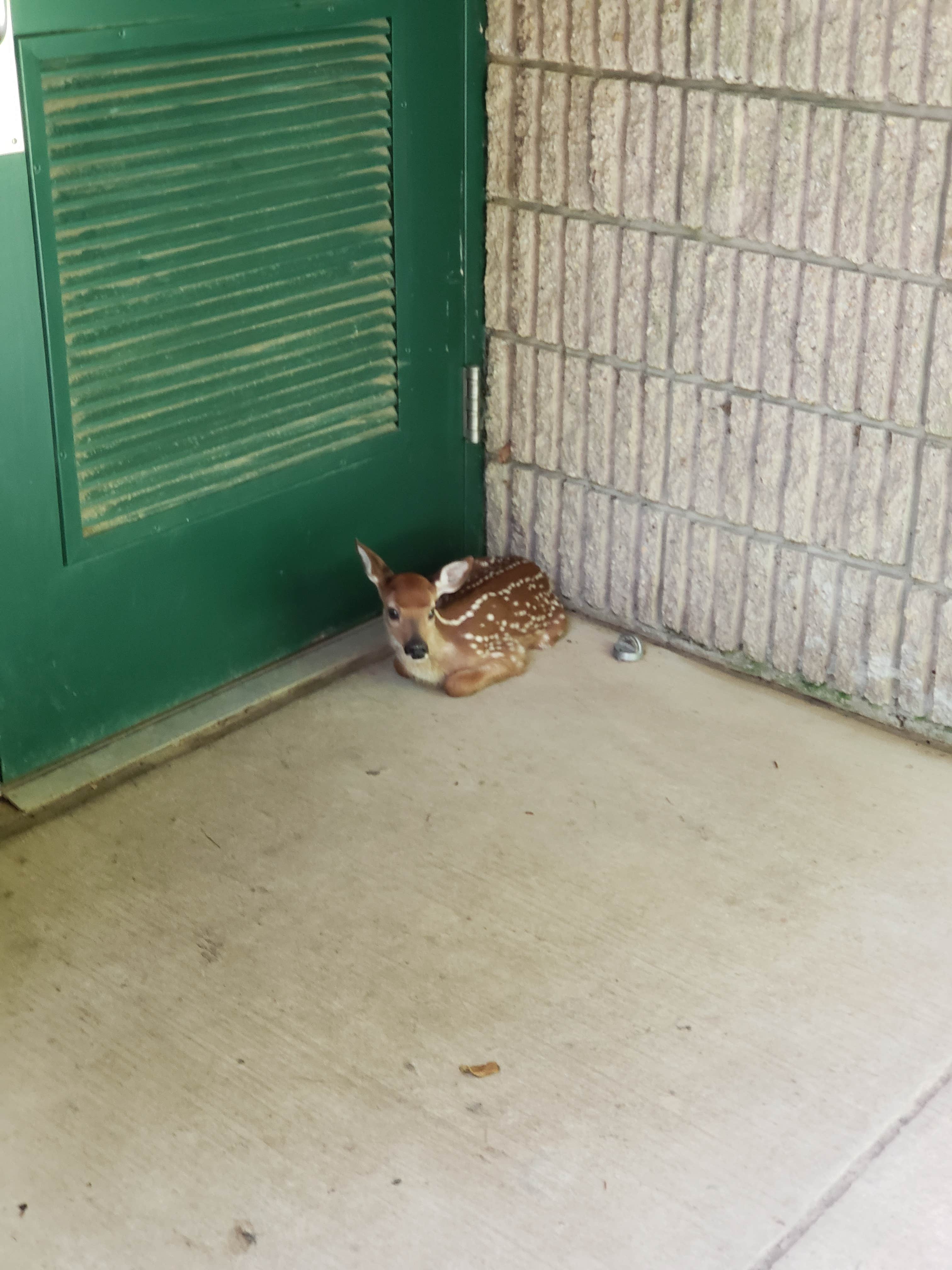 Gabrielle E.'s photo of camping with pets at Susquehanna State Park Campground near Smyrna, DE