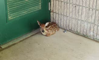 Gabrielle E.'s photo of camping with pets at Susquehanna State Park Campground near Middletown, DE