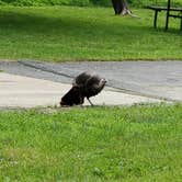 Review photo of Susquehanna State Park Campground by Gabrielle E., June 24, 2018