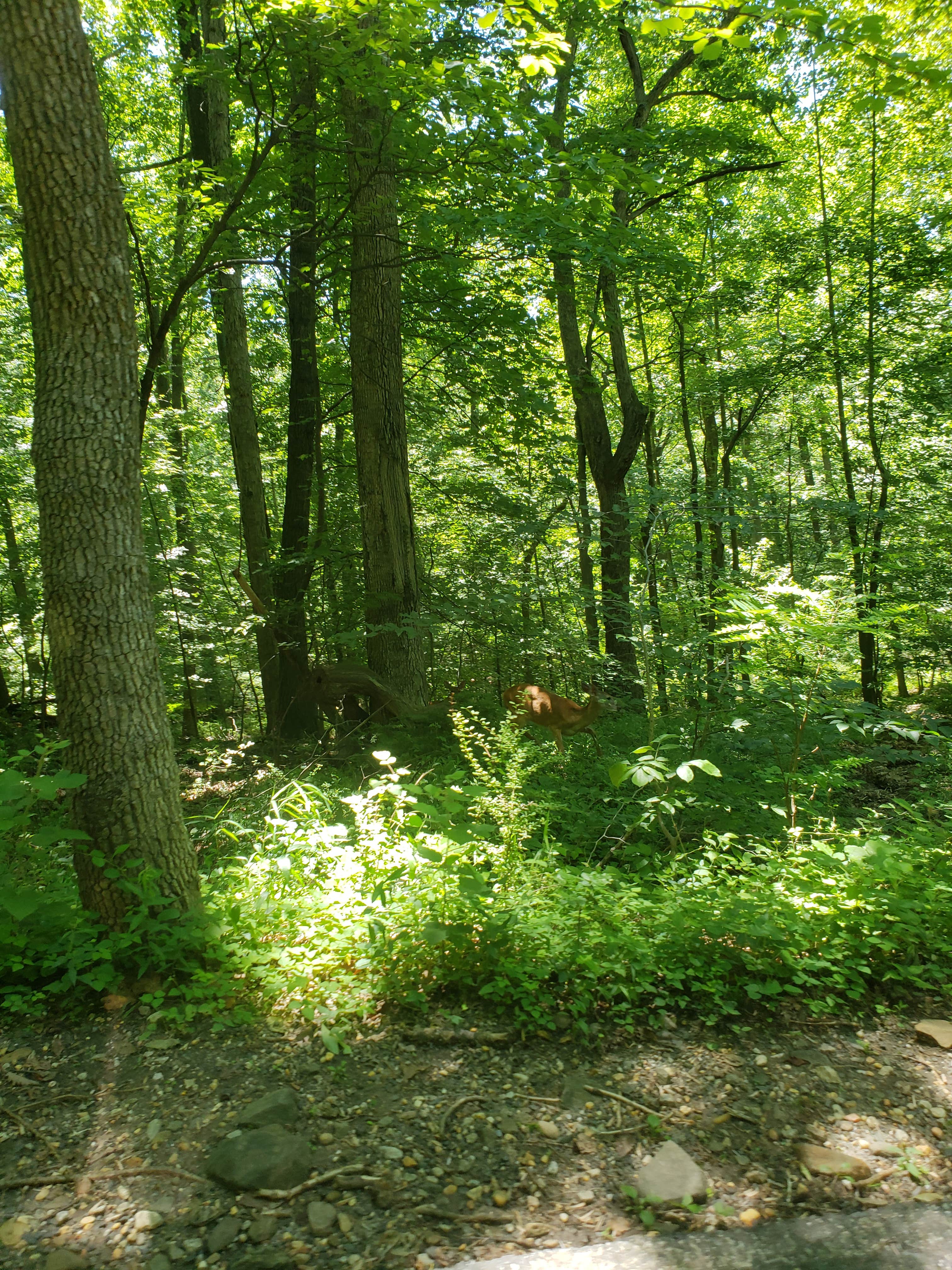 Camper-submitted photo at Patapsco Valley State Park-Hilton Area near Chevy Chase, MD