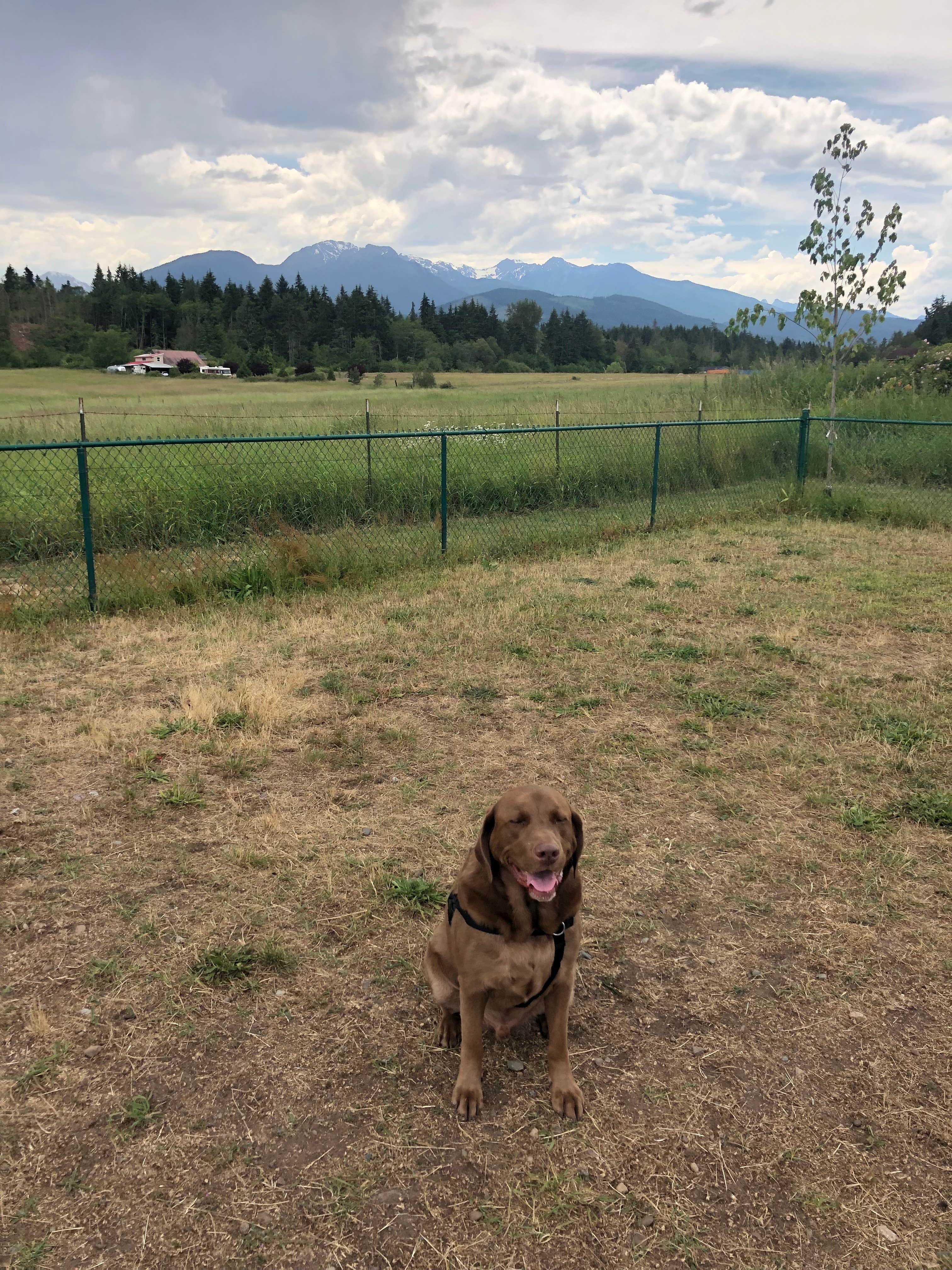 Melanie B.'s photo of camping with pets at Olympic Peninsula-Port Angeles KOA near Port Angeles, WA