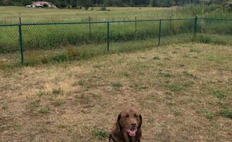 Melanie B.'s photo of camping with pets at Olympic Peninsula-Port Angeles KOA in Washington