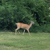 Review photo of Jorgen's Hollow Campground by Art S., June 24, 2018