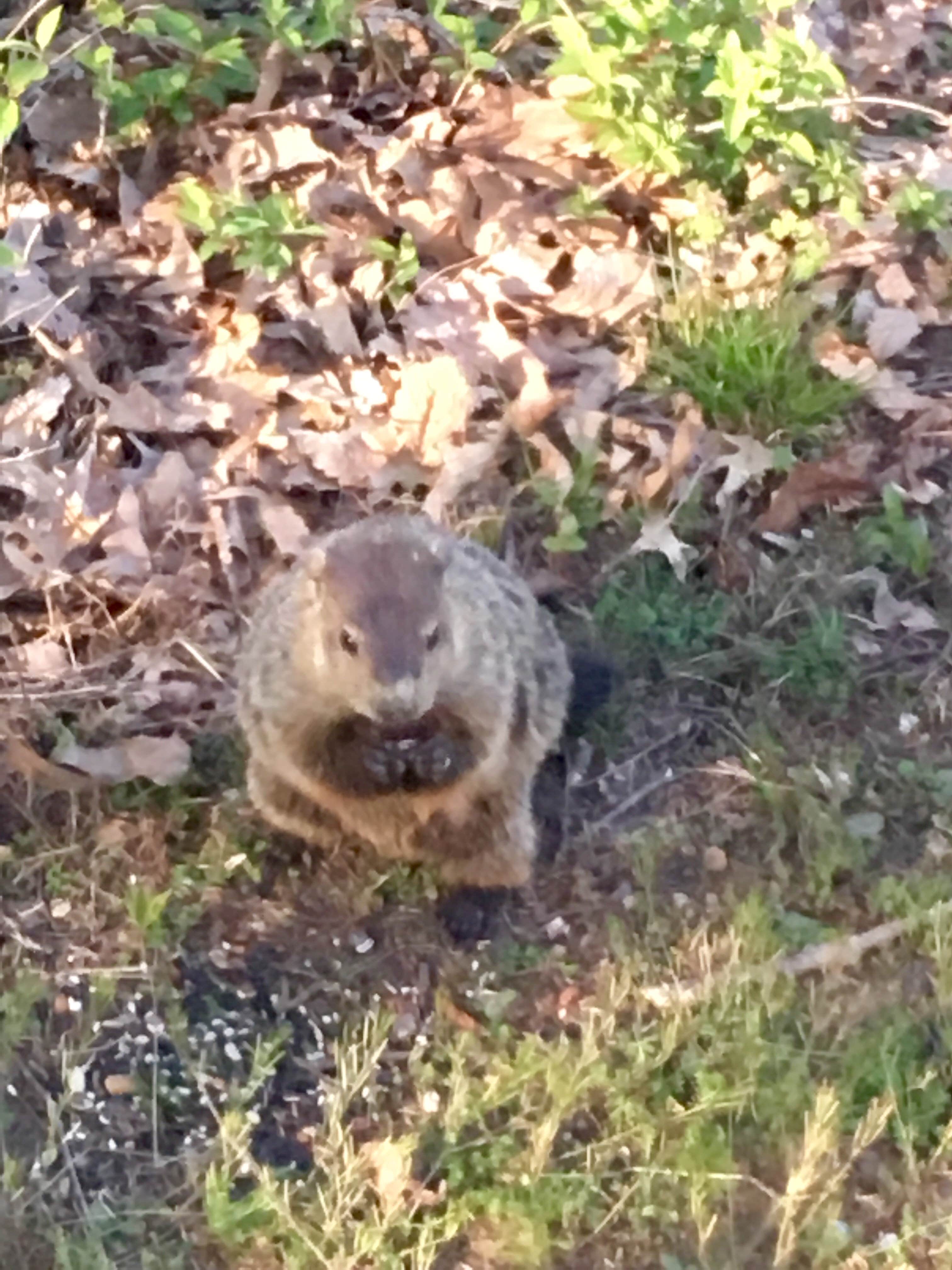 Trina C.'s photo of camping with pets at Anvil Campground near Newport News, VA