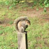 Review photo of Thousand Trails Williamsburg by Trina C., June 24, 2018