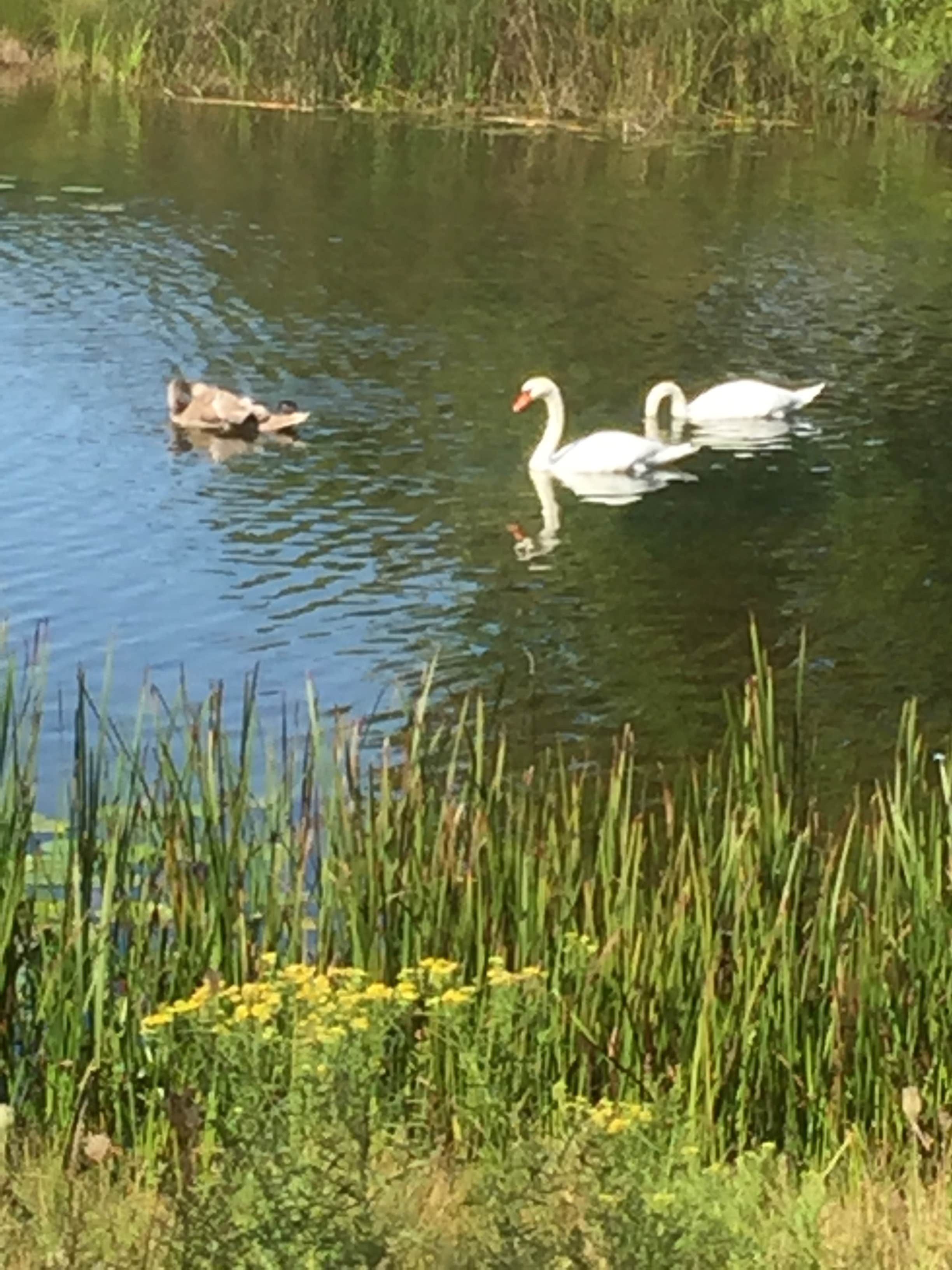 Camper-submitted photo at Groveland Oaks County Park near Flint, MI