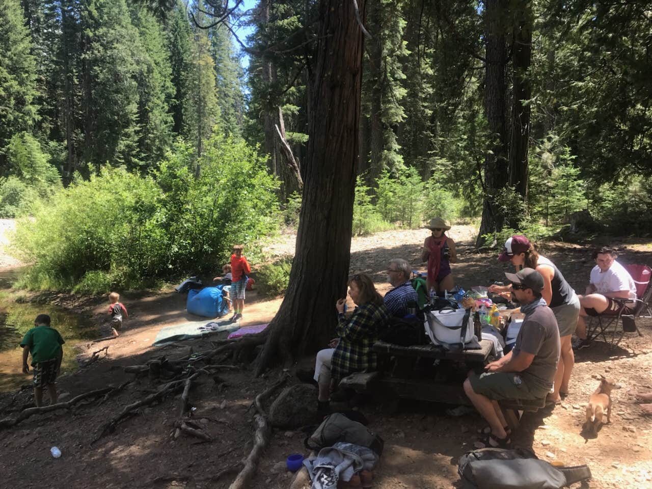 Jill G.'s photo at Cattle Camp Campground near McCloud, CA