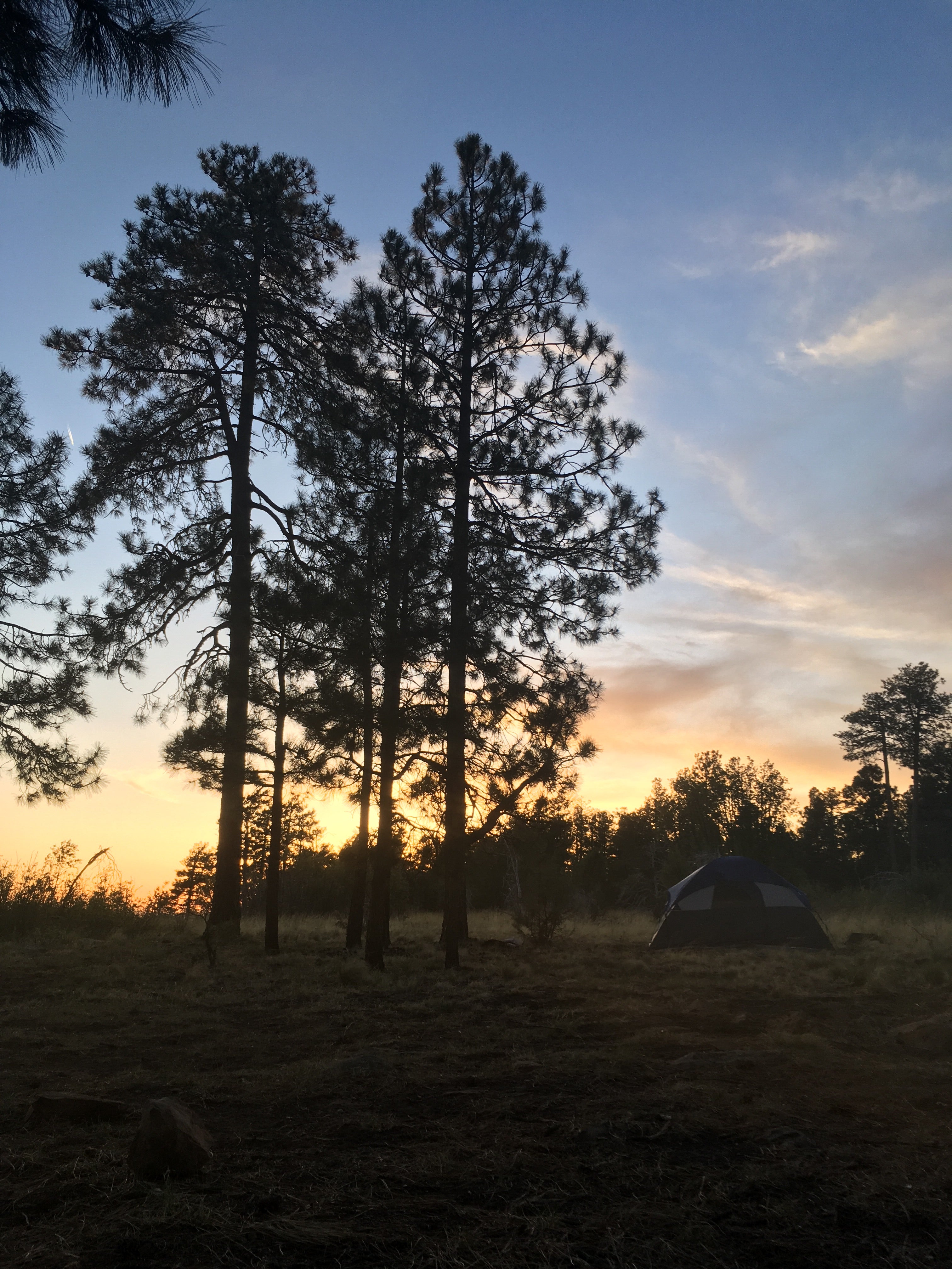 Camper submitted image from Fr 171 Campground - 2