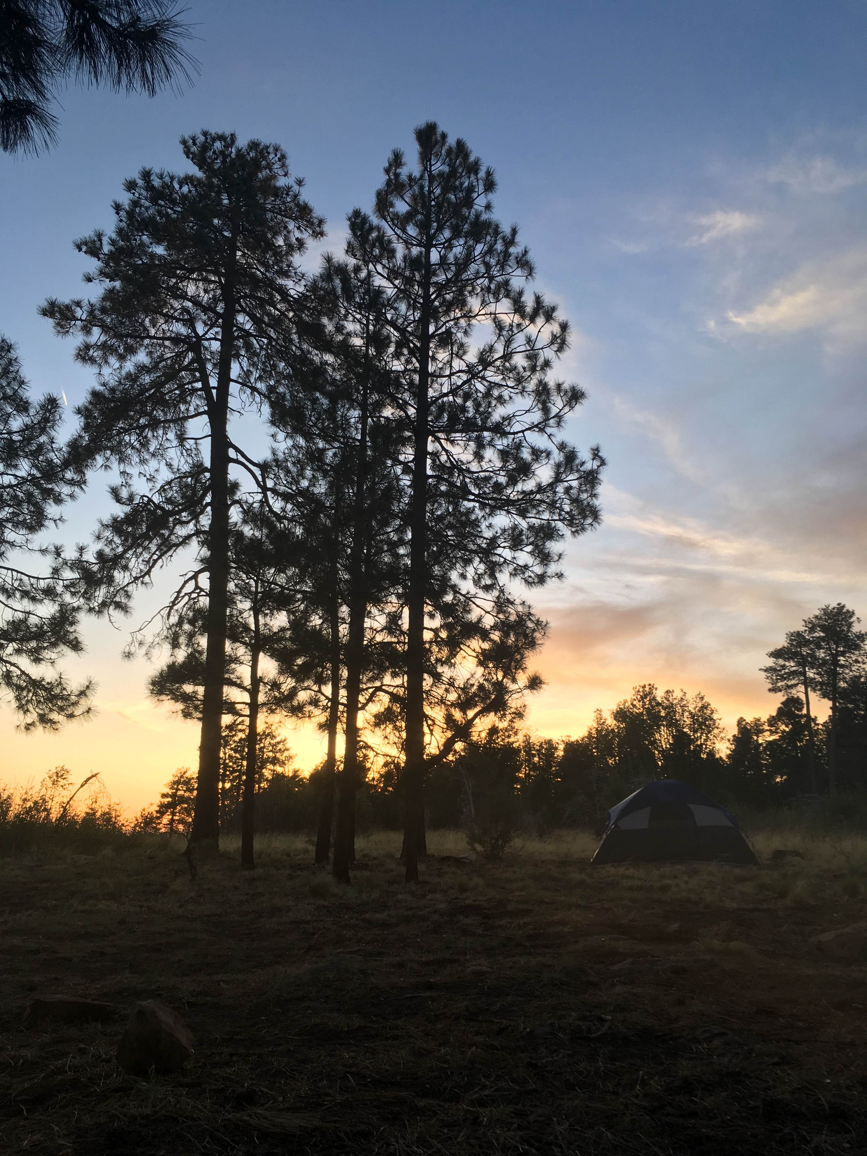 Camper submitted image from Fr 171 Campground - 2