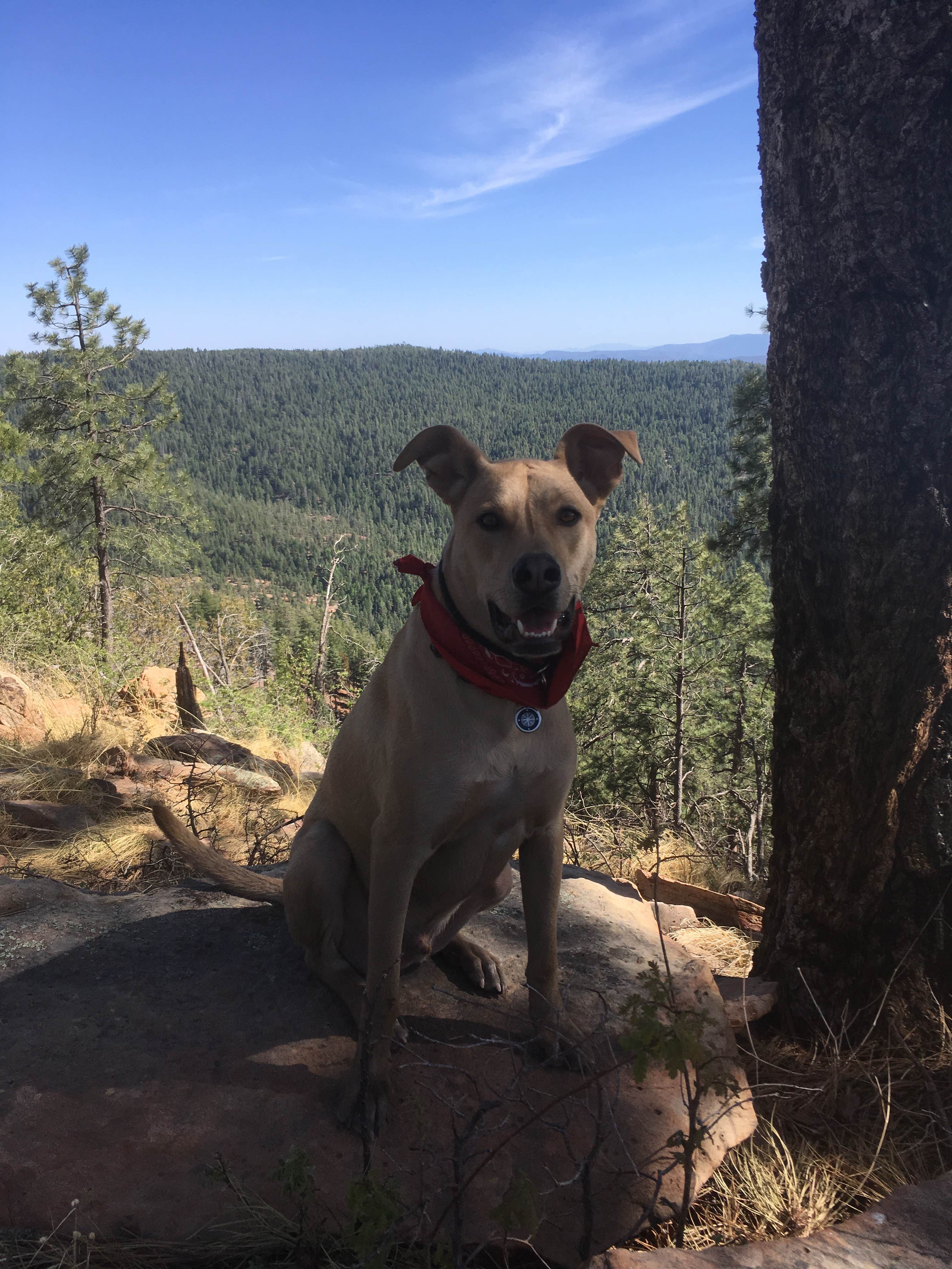Camper-submitted photo at Fr 171 Campground near Cibecue, AZ