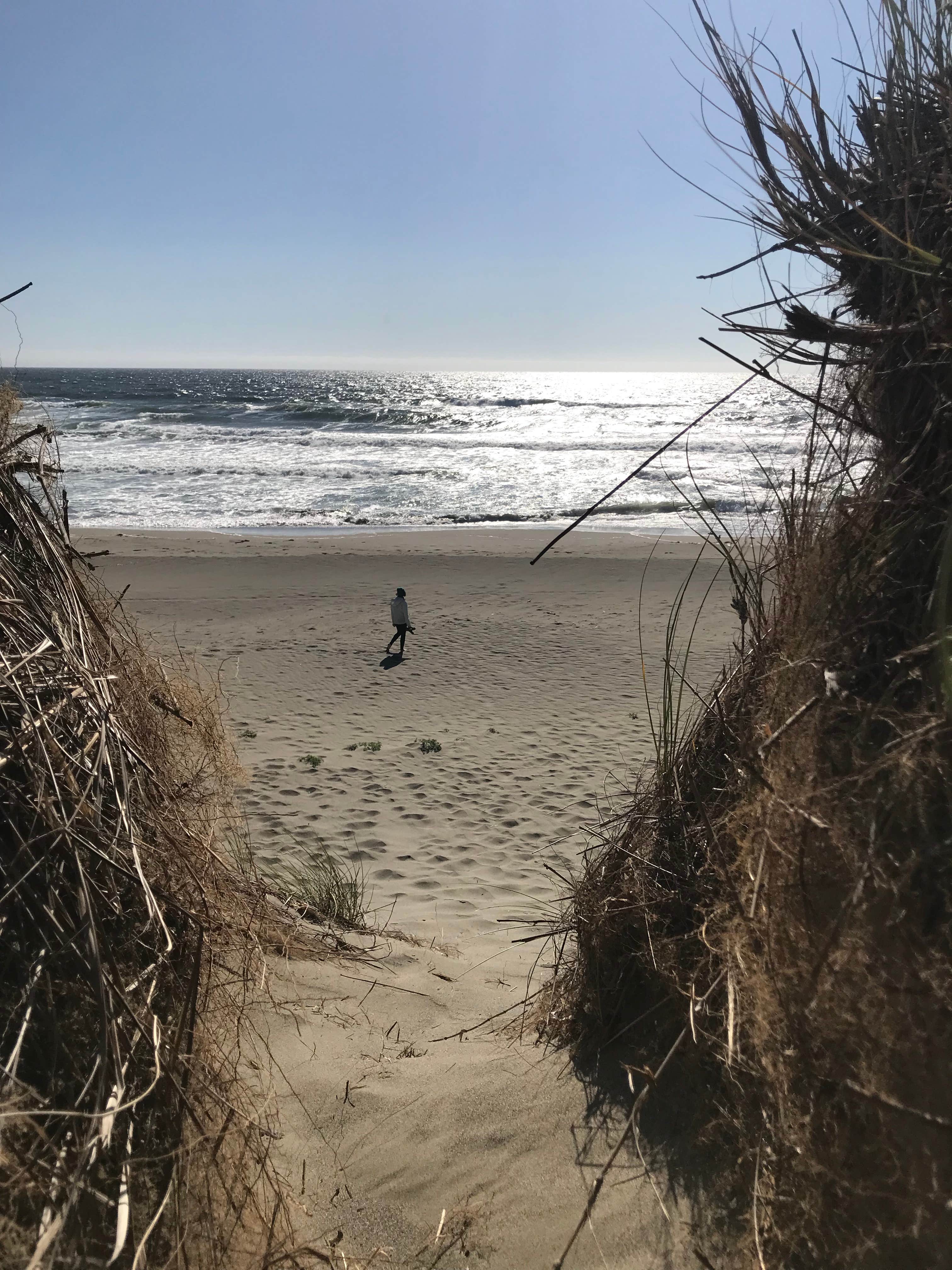 Camper submitted image from Bodega Dunes Campground — Sonoma Coast State Park - 4