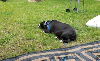 Monica R.'s photo of camping with pets at Coloma/St. Joseph KOA Holiday near Union Pier, MI