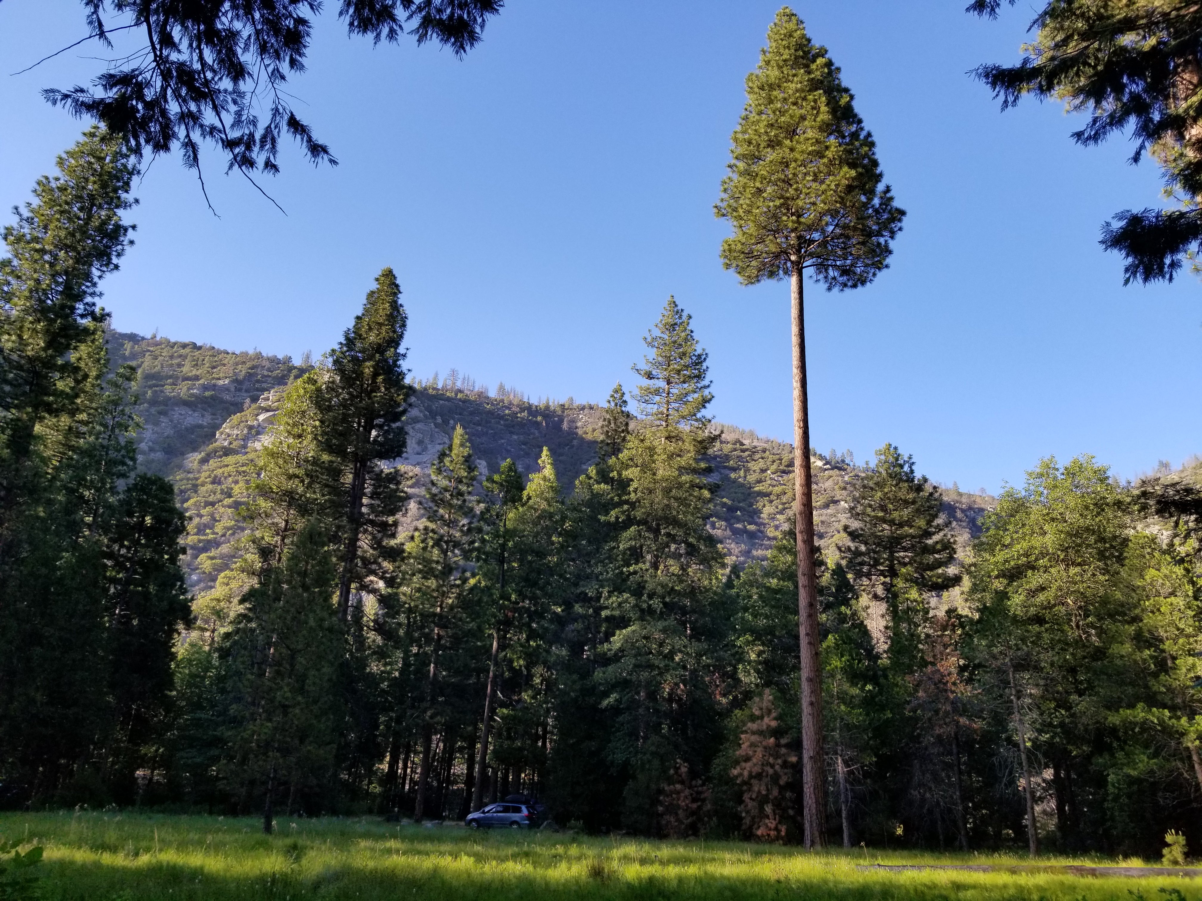 Camper submitted image from Sentinel Campground — Kings Canyon National Park - 2