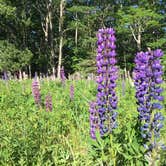 Review photo of Blackwoods Campground — Acadia National Park by Thomas M., June 25, 2018