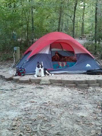 Camper submitted image from Tunica Hills Campground - 2
