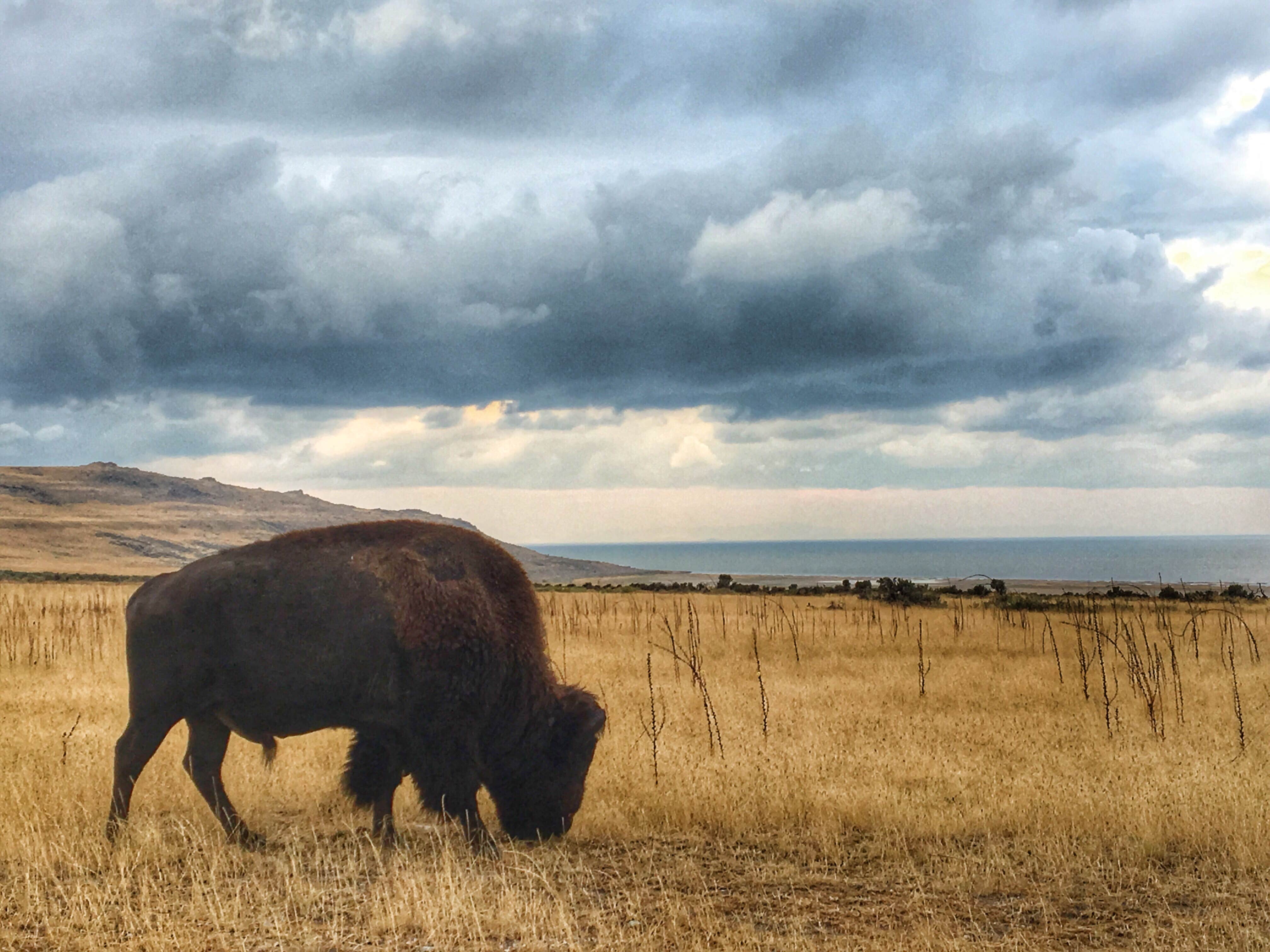 Camper-submitted photo at Ladyfinger Campground — Antelope Island State Park near Centerville, UT