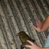 Review photo of Maumelle Park by Denise C., June 25, 2018