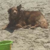 Review photo of Frisco Campground — Cape Hatteras National Seashore by Hilary B., June 25, 2018