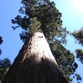 Review photo of North Grove Campground — Calaveras Big Trees State Park by Pete M., June 24, 2015