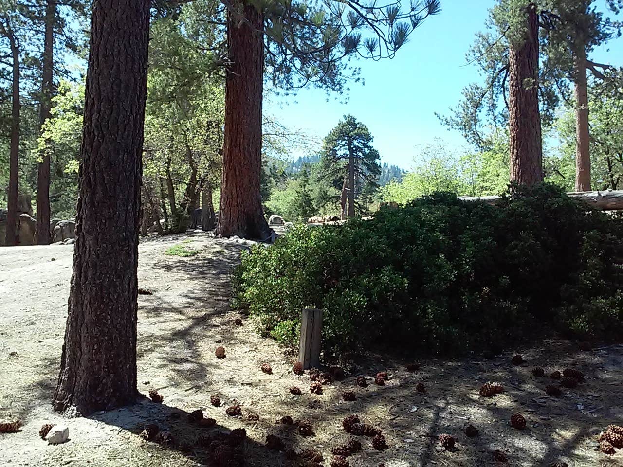 Camper submitted image from Keller Peak Yellow Post Campsites - 2