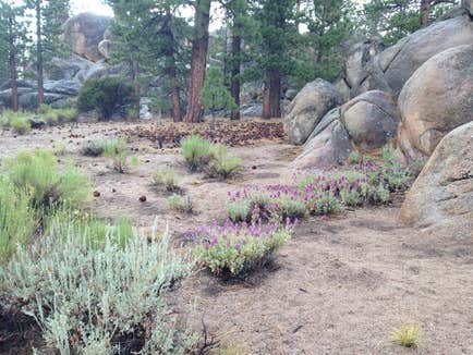 Camper submitted image from Holcomb Valley Climbers Camp - 2