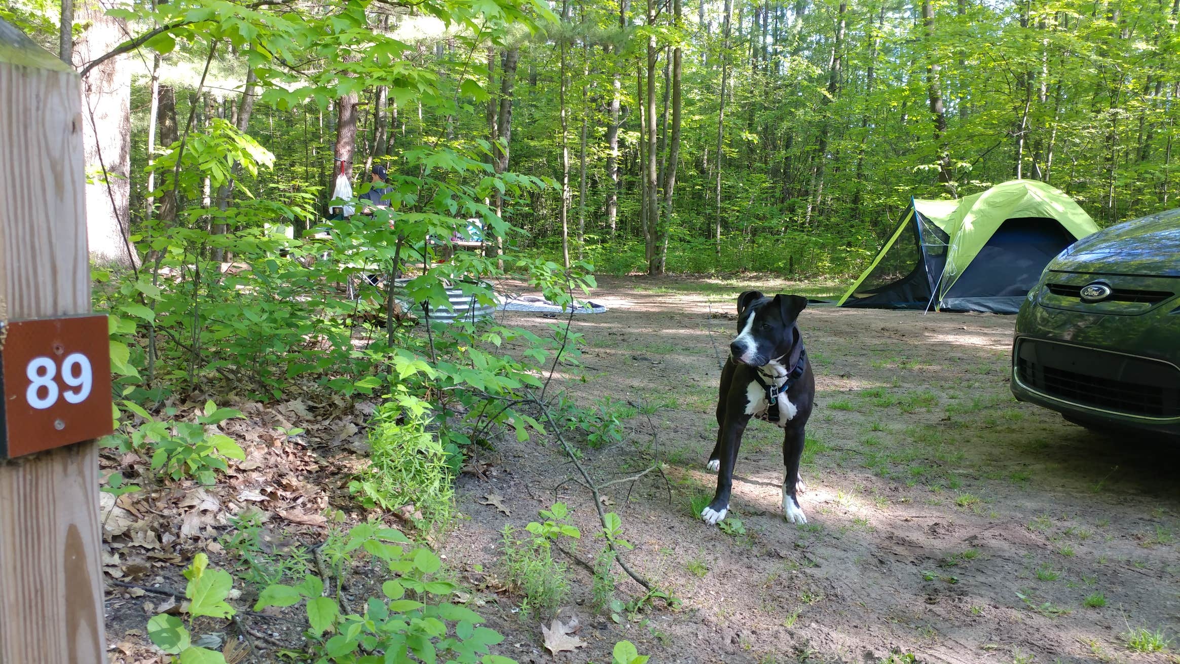 Camper submitted image from Newaygo State Park Campground - 4