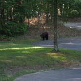 Review photo of Look Rock Campground — Great Smoky Mountains National Park by Amy K., June 25, 2018