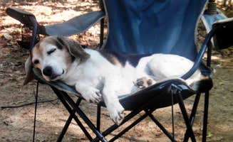 Amy K.'s photo of camping with pets at Otsego Lake State Park Campground near Frederic, MI
