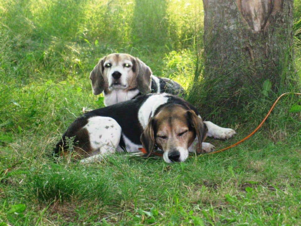 Amy K.'s photo of camping with pets at Little Presque Isle Rustic Outpost Camp — Porcupine Mountains Wilderness State Park near Ironwood, MI