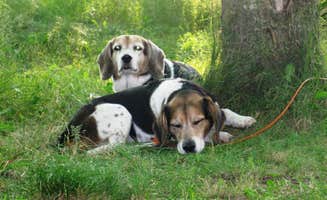Amy K.'s photo of camping with pets at Little Presque Isle Rustic Outpost Camp — Porcupine Mountains Wilderness State Park near White Pine, MI