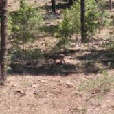 Review photo of Potato Patch Campground by Rusty T., June 26, 2018