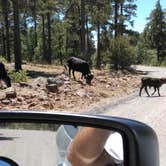 Review photo of Potato Patch Campground by Rusty T., June 26, 2018