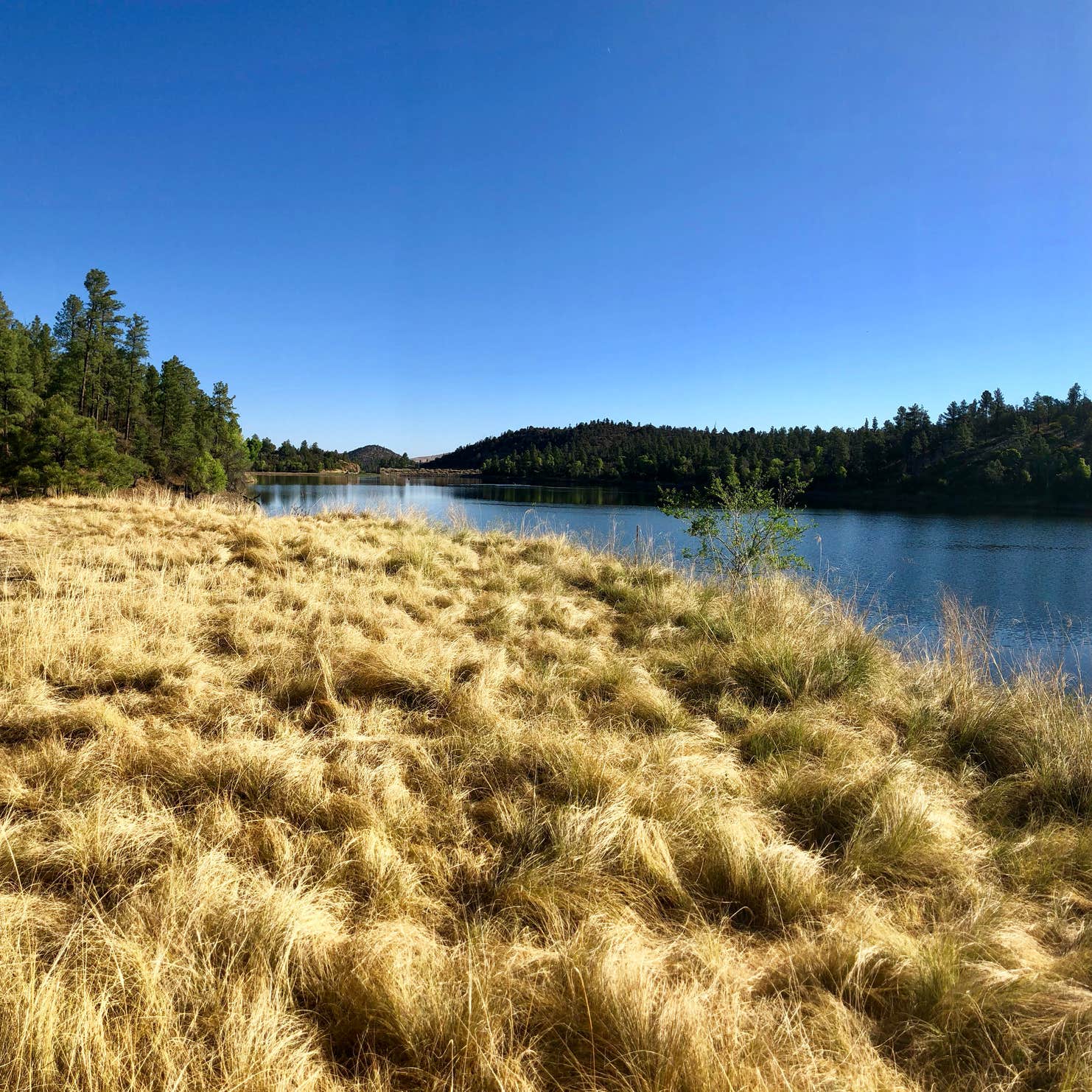 Lynx Lake Campground Camping The Dyrt