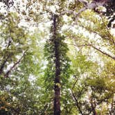 Review photo of Potowatomi Campground — Kankakee River State Park by Andrea F., July 20, 2016