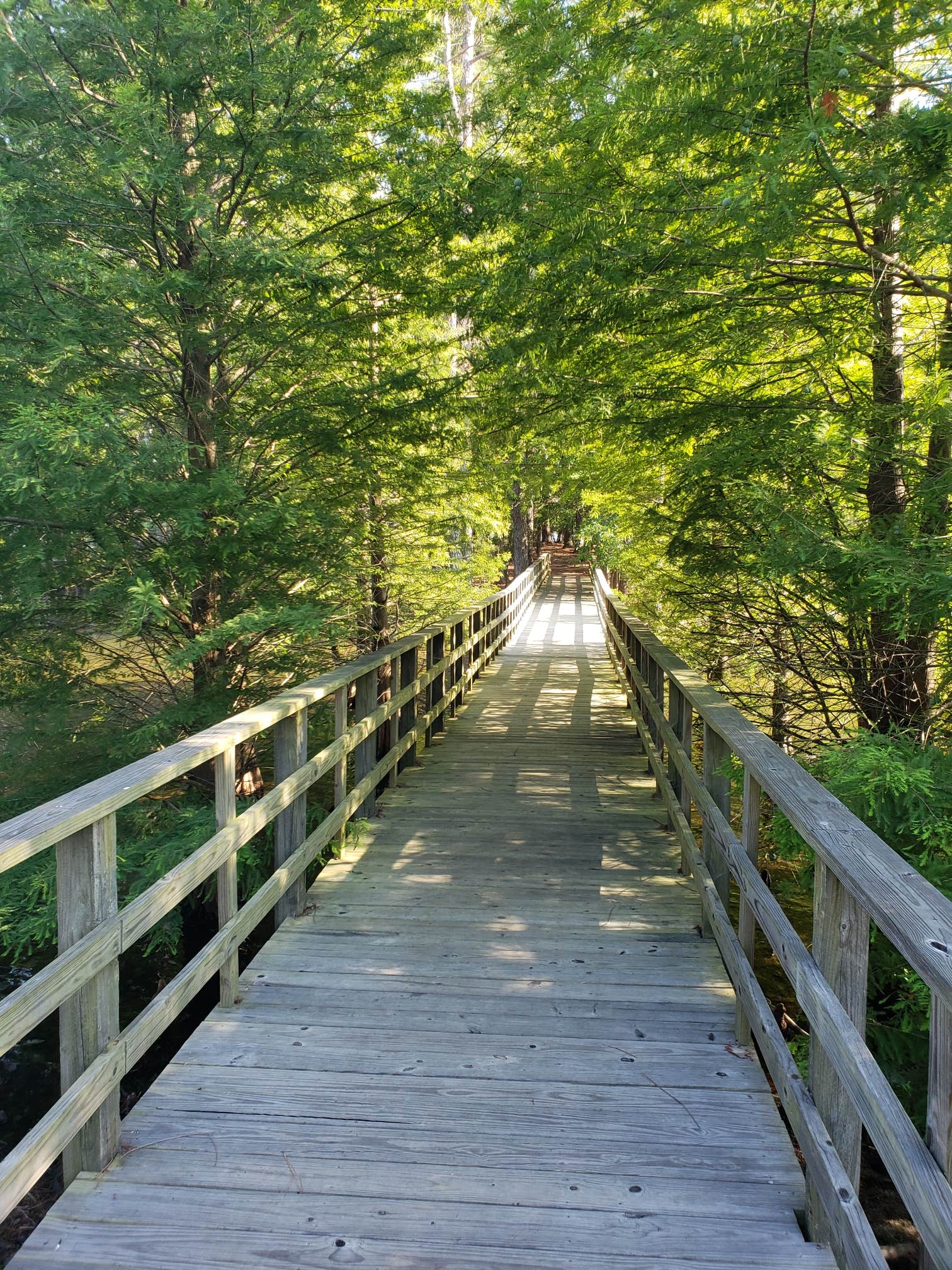 Camper submitted image from Dreher Island State Park Campground - 4