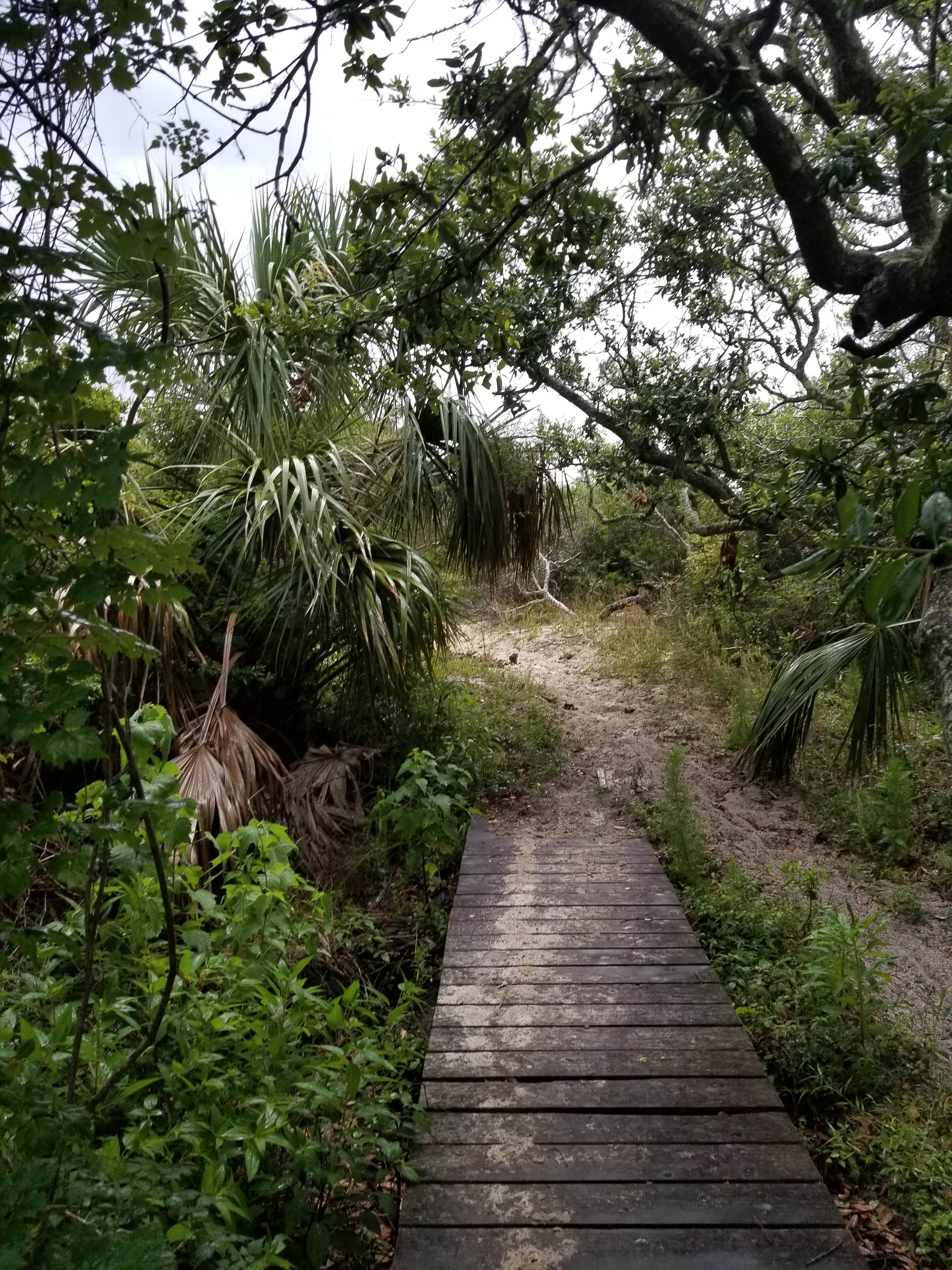 Camper submitted image from Hickory Hill Wilderness Campsite — Cumberland Island National Seashore - 2
