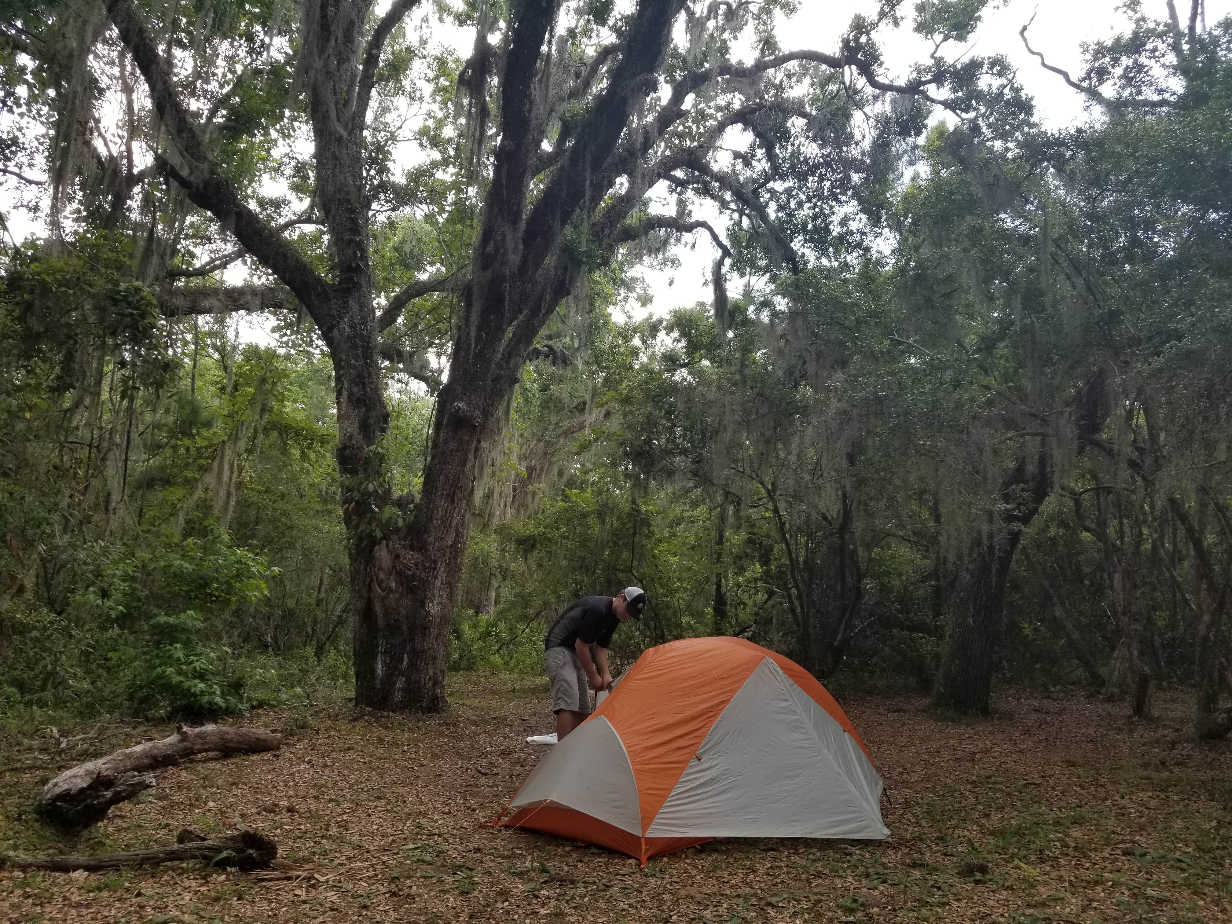 Camper submitted image from Hickory Hill Wilderness Campsite — Cumberland Island National Seashore - 4