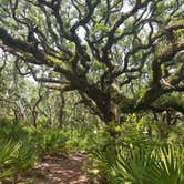 Review photo of Hickory Hill Wilderness Campsite — Cumberland Island National Seashore by Renee B., June 26, 2018