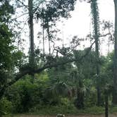 Review photo of Stafford Beach Campground — Cumberland Island National Seashore by Renee B., June 26, 2018