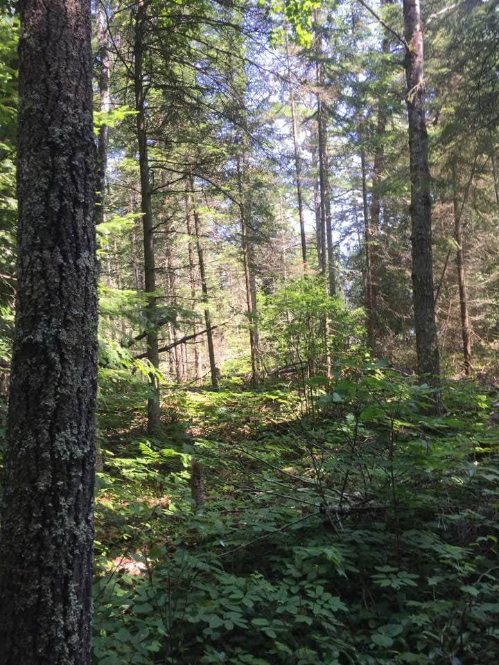 Camper submitted image from Leelanau State Park Campground - 2