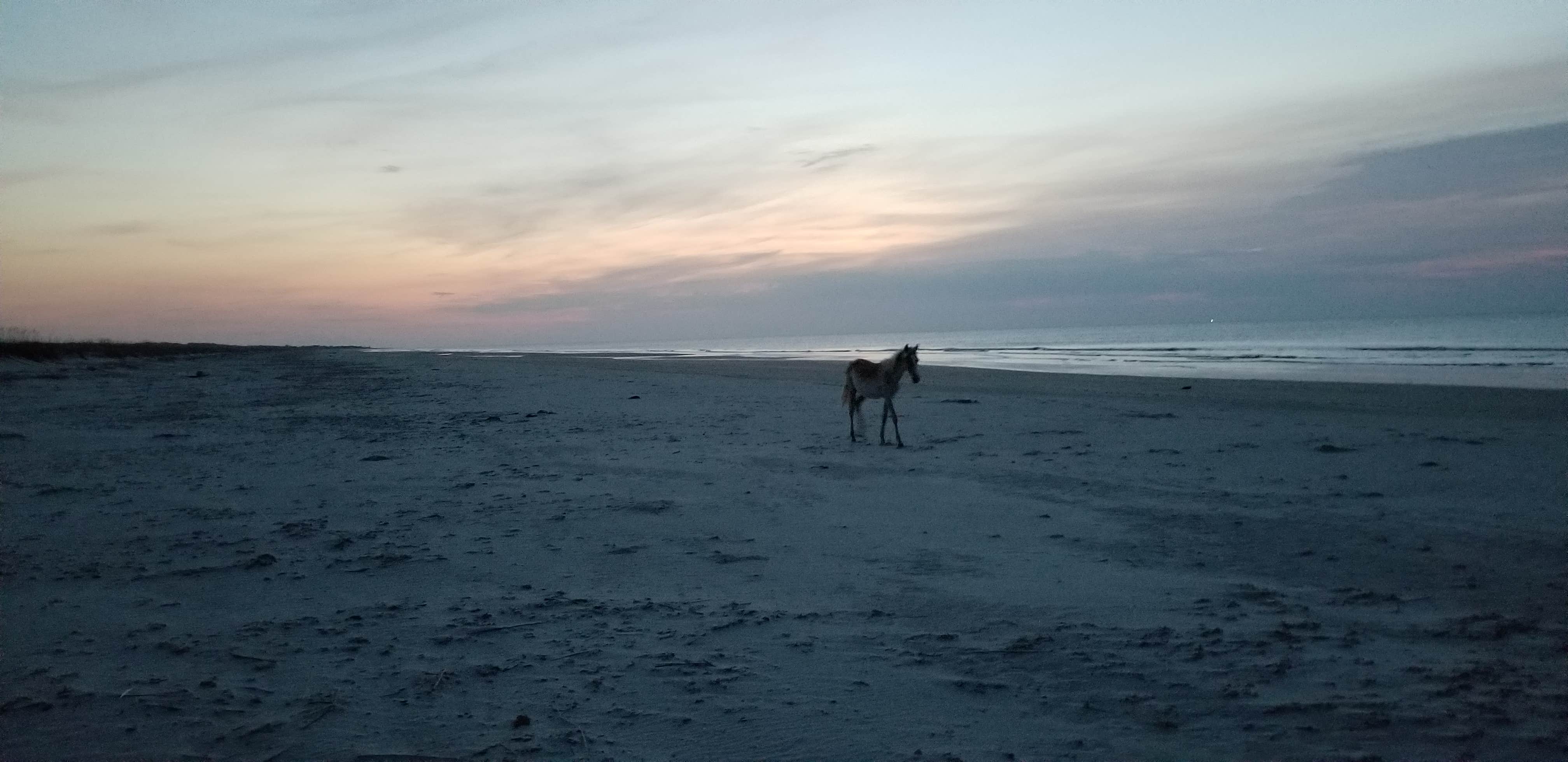 Camper-submitted photo at Stafford Beach Campground — Cumberland Island National Seashore near Cumberland Island National Seashore