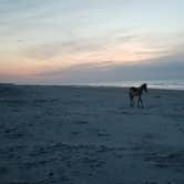 Review photo of Stafford Beach Campground — Cumberland Island National Seashore by Renee B., June 26, 2018