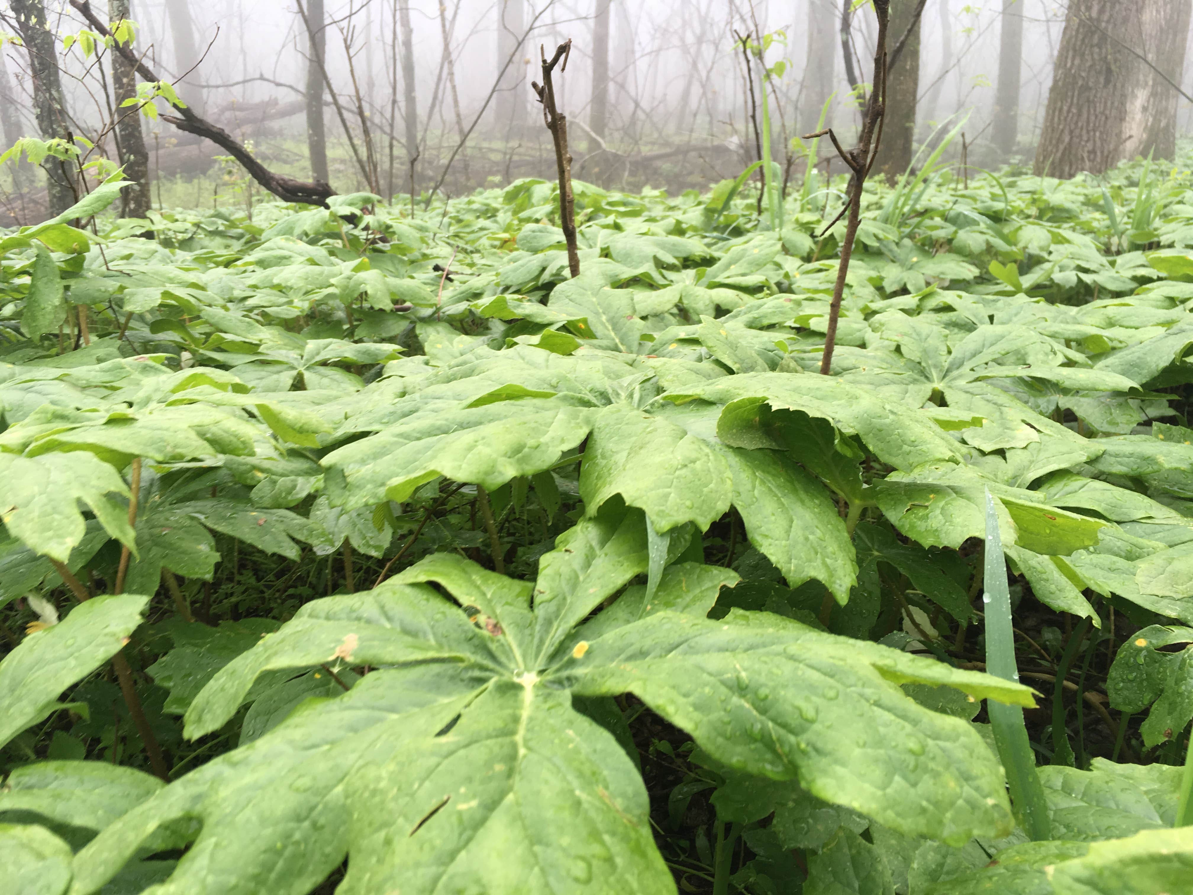 Camper-submitted photo at Holson Valley Vista near Mansfield, AR