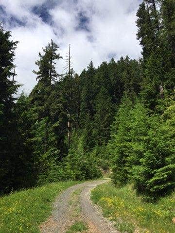 Camper submitted image from Adams Fork Campground - 3