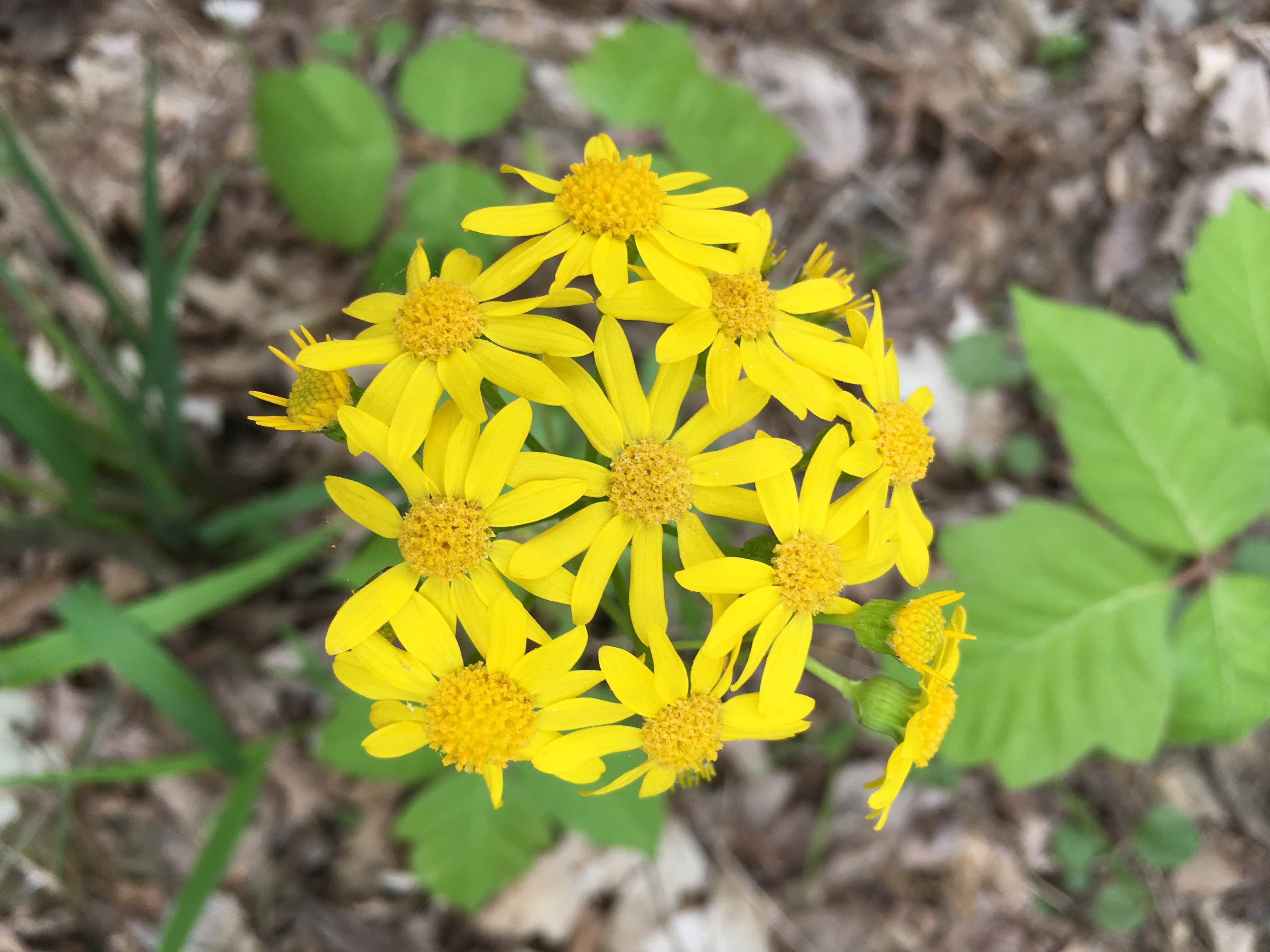 Camper-submitted photo at Holson Valley Vista near Mansfield, AR